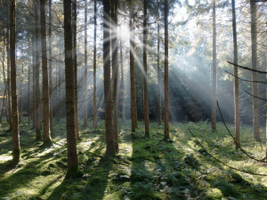 Hradecké lesy bojují se suchem, vybudují nádrže k zadržení vody