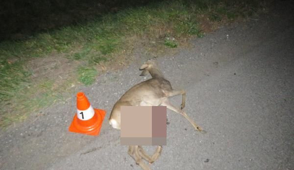 Na Rychnovsku vběhla pod auto srna, na místě uhynula