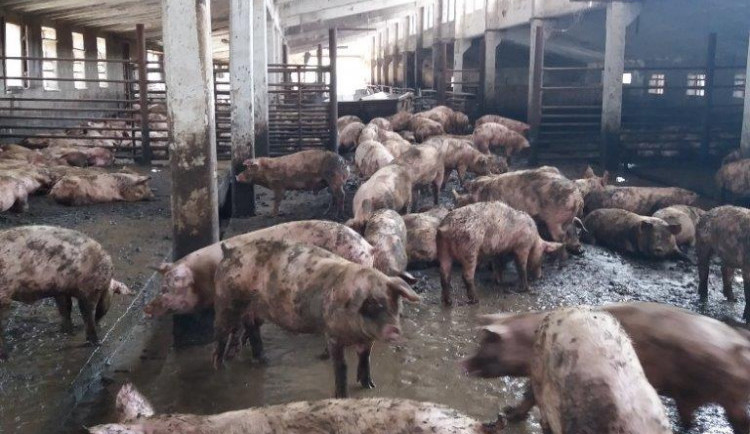 Žádný přístup k vodě, málo jídla, mrtví mezi živými. Veterinární správa zavřela prasečák v Křižanovicích