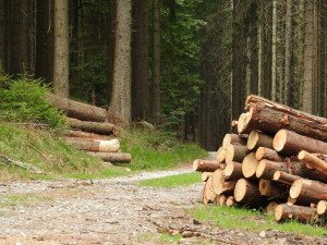 Silný vítr poničil Lesům ČR do 100 tisíc metrů krychlových dřeva