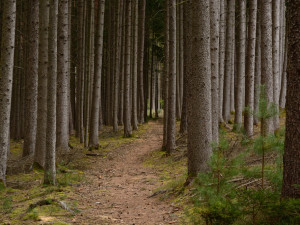 V miliardovém tendru Lesů ČR je 26 firem, o pět méně než loni
