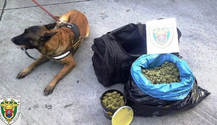 Český pašerák vezl na Slovensko dvě kila marihuany. Policejního psa chtěl rozptýlit hárající fenou