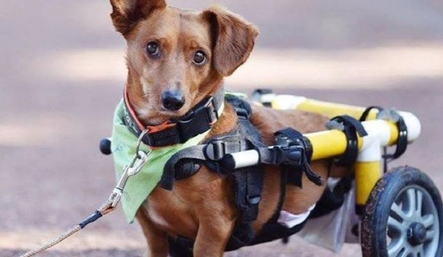 S Vánocemi přichází i tradice odkládání 'nevhodných' zvířecích dárků. Útulky lze podpořit adopcí na dálku
