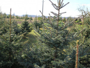 Hradečtí lesníci dají na trh až 3000 stromků, ceny vzrostou