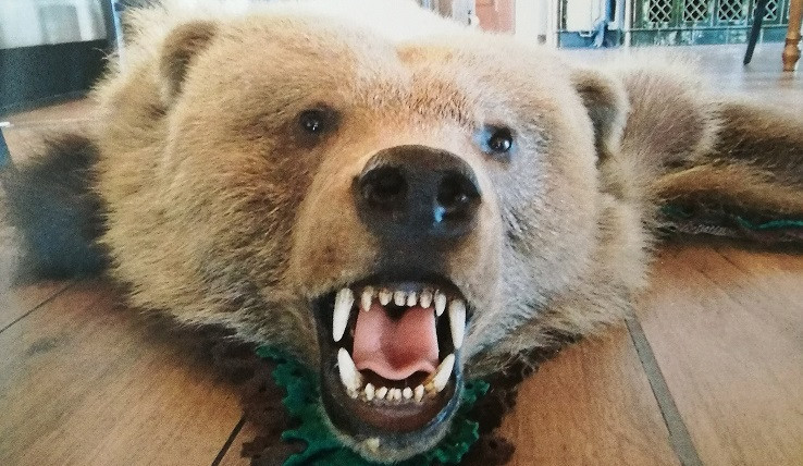 Zadržený medvěd hnědy