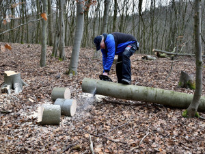 Tak dlouho chodil do lesa a kácel cizí dřevo, až mu hrozí pět let za mřížemi