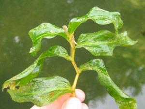 Povodí Labe zachraňuje v Orlici populaci vzácné vodní rostliny