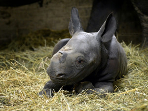 Do dvorské ZOO přibyli během dvou dnů hned dva nosorožci
