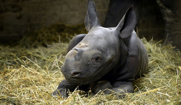 Mládě nosorožce černého