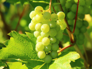 Vinaři z Královéhradeckého kraje si letošní ročník pochvalují