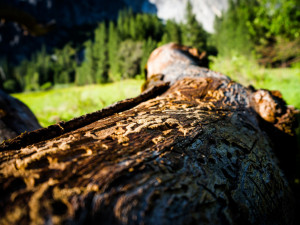 Správa KRNAP vytěžila letos výrazně více kůrovcového dřeva