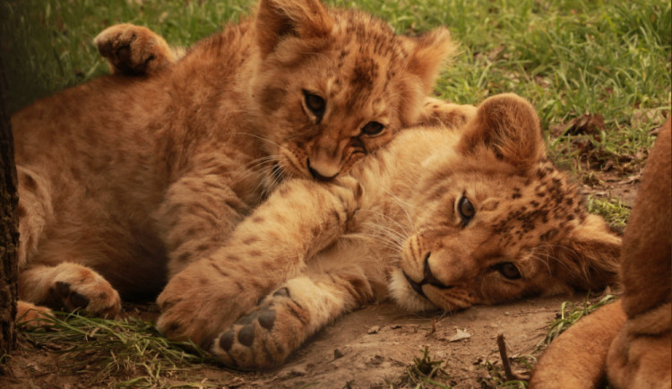 Brněnská zoo trhala v roce 2018 návštěvnické rekordy. Lidé se nejvíce těšili na lvíčata