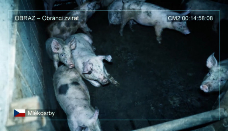 Prasata ve velkochovu