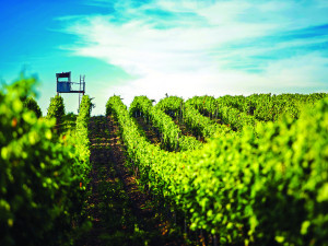 Obliba jižní Moravy z pohledu turistů každoročně stoupá. O kraj vína se zajímají i světová média