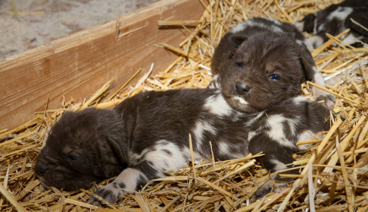 ZOO Dvůr Králové odchovala šest mláďat ohroženého psa hyenového