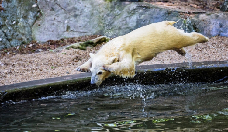 Brněnskou ZOO čeká řada novinek. Lední medvědi dostanou nový bazén, vznikne lanovka nebo dinosauří cesta