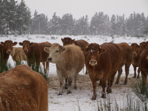 Z oplocené pastviny se ztratila kráva, možná skončila v Polsku
