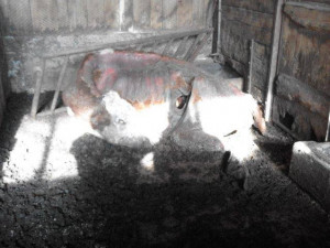 Veterináři se zabývají závažným týráním skotu a prasat, při kontrole našli podvyživená i mrtvá zvířata