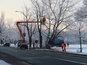 Proschlé lípy v ulici Akademika Bedrny musely k zemi, nahradí je nové stromy