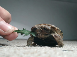 Unikátní dvouhlavá želva, kterou se mohl pyšnit hradecký chovatel, uhynula
