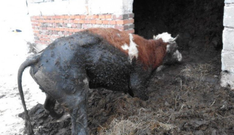 Zubožený skot byl ustájen na směsi podestýlky a výkalů