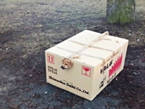 U pouchovského hřbitova někdo nechal „kňučící krabici“. Uvnitř bylo pět zdravých štěňat
