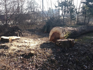 FOTO: Park Háječek prochází rozsáhlými úpravami. Na jaře začne výsadba nových stromů