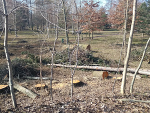 Park Háječek prochází rozsáhlými úpravami. Na jaře začne výsadba nových stromů