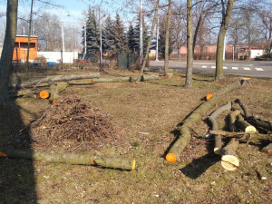 Park Háječek prochází rozsáhlými úpravami. Na jaře začne výsadba nových stromů