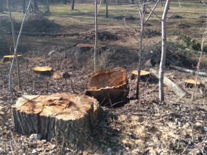 Park Háječek prochází rozsáhlými úpravami. Na jaře začne výsadba nových stromů