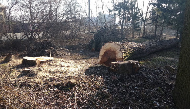 Park Háječek prochází rozsáhlými úpravami. Na jaře začne výsadba nových stromů