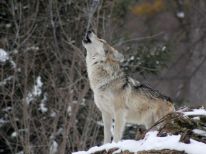 Vlkům v Královéhradeckém kraji se daří, pravděpodobně jich bude přibývat