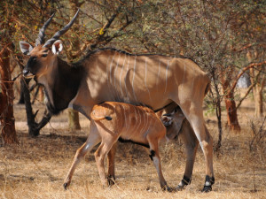 Safari Park Dvůr Králové: V záchraně antilop Derbyho budou v Senegalu pomáhat nové vzdělávací materiály