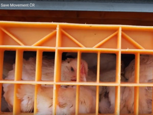 Smrt v přímém přenosu. Budou na českých jatkách kamery?