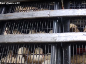 Smrt v přímém přenosu. Budou na českých jatkách kamery?