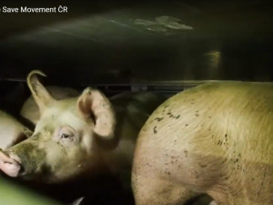 Smrt v přímém přenosu. Budou na českých jatkách kamery?