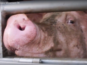 Smrt v přímém přenosu. Budou na českých jatkách kamery?