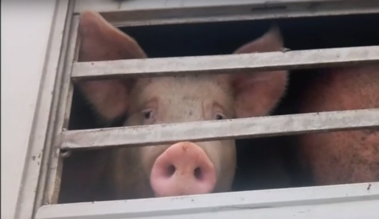 Smrt v přímém přenosu. Budou na českých jatkách kamery?