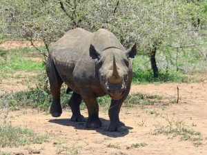 Zoo Dvůr Králové převeze do Rwandy pět nosorožců černých