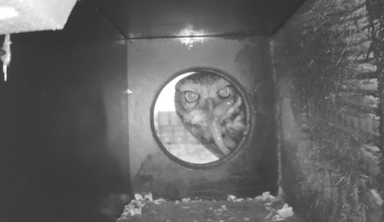 Nahlédněte sýčkovi do ložnice. Nové kamery sledují hnízdění ohrožené sovy