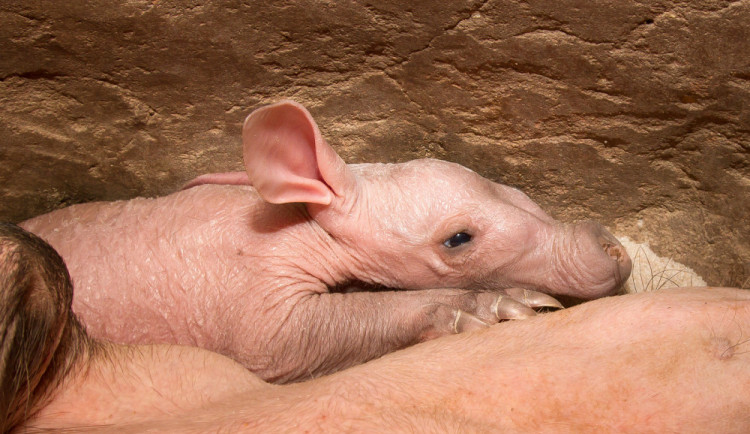 ZOO Dvůr má po dvou letech další mládě hrabáče kapského