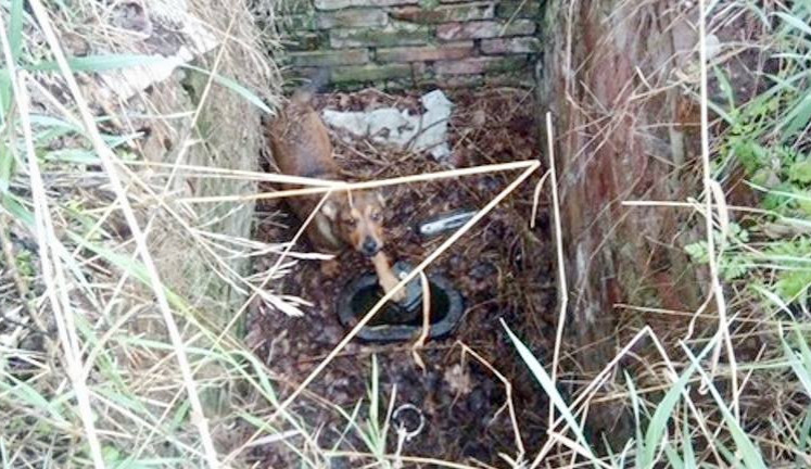 Vyděšené štěně