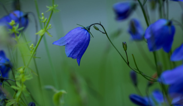 POČASÍ NA ÚTERÝ: Čekáme chladno a četné přeháňky