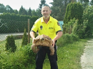 Po Hradci špacírovaly dvě suchozemské želvy, odchytili je strážníci městské policie