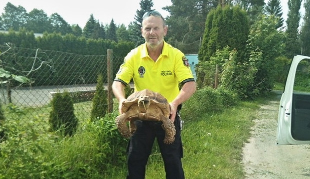 Ochycená želva