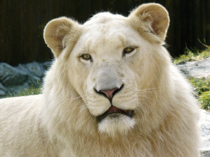 Zoo v Instanbulu získalo čtyři bílé lvy, zařídil to Biopark Štít
