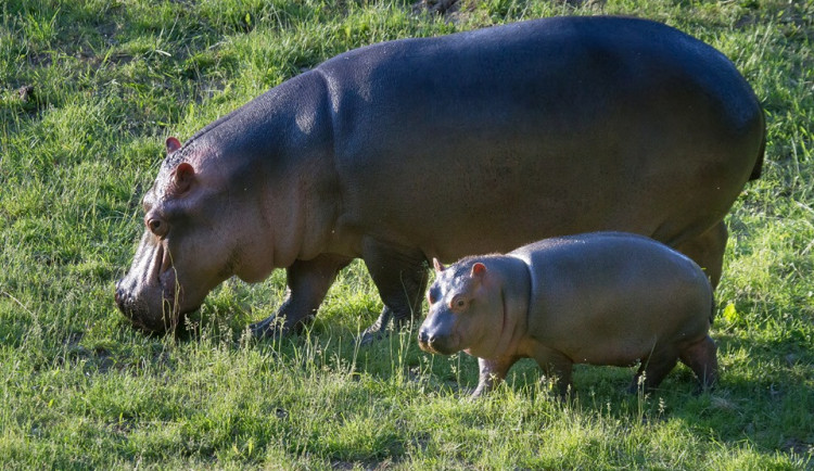 Hroší mládě se svou matkou.