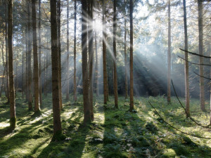 Lesy ČR prodaly poloviční podíl v Hradecké lesní. Za 60 milionů ho koupil podnikatel Dejnožka