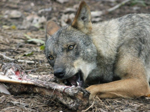 Smečka vlků z Vraních hor zaútočila v oboře v Bernarticích na stádo daňků. Polovinu roztrhali