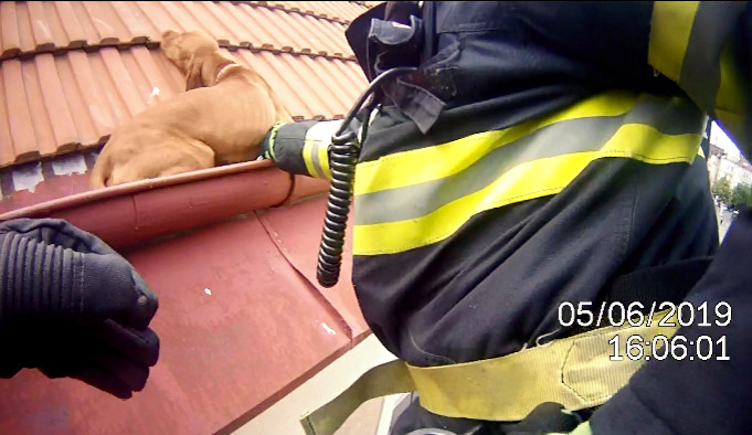 Na střeše uvízl pes.